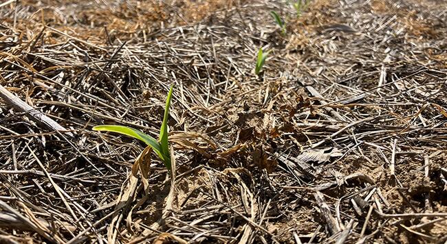 sweet corn seedling emerging in field through a brown mulch of dead cover crops