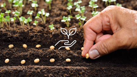A person planting a row of seeds.