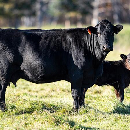 Angus cow standing with a calf in a pasture.