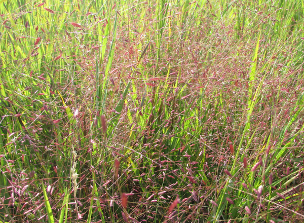 purpletop grass in bloom