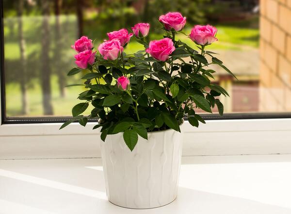 potted pink rose