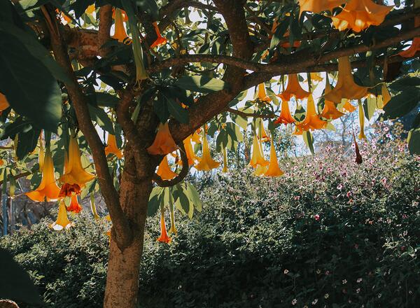 A large tree with yellow and orange hanging flowers