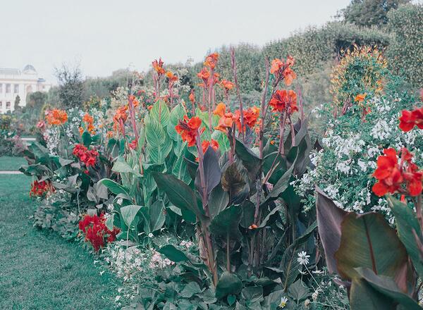 A plant with long stalks with red flowers