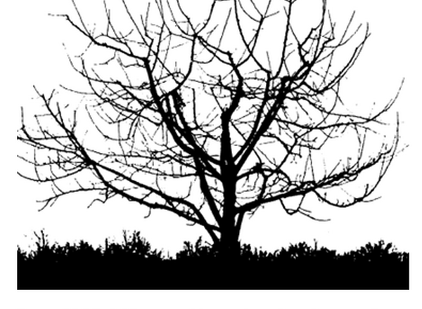 Illustration of a 15-year semi-dwarf apple tree after pruning.