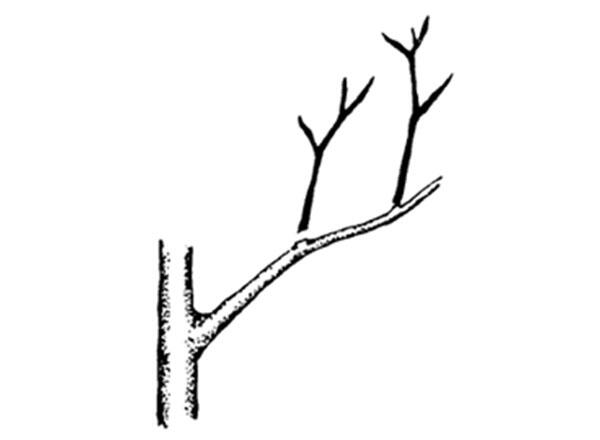 illustration of removing laterals arising on the scaffolds of peach tree