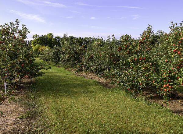 Field of fresh fruit red apple orchard. Outdoor horizontal landscape
