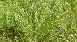 bunching growth habit of Gama Grass