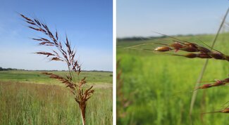 inflorescence of Indian grass on left and closeup of spikelet with awn on right