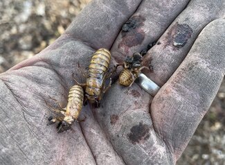 Person holding three recently dug periodical cicadas in their hand. 