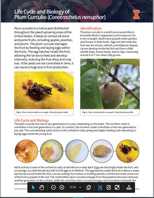 Screen Snippet of front page of Plum Curculio Fact Sheet