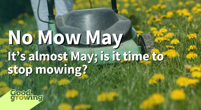 No Mow May. It’s almost May; is it time to stop mowing? Lawn mower in a yard with blooming dandelions