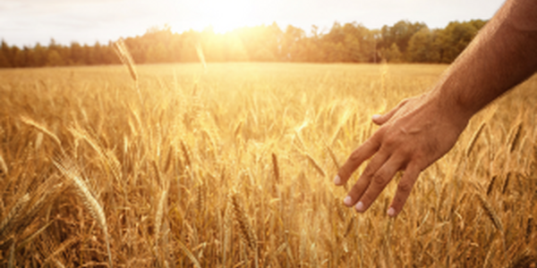 hand feeling the top of wheat in field