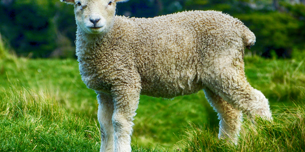 lamb in green pasture