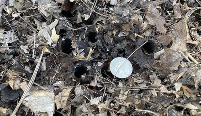 Recent quarter-sized holes in the soil made by periodical cicadas